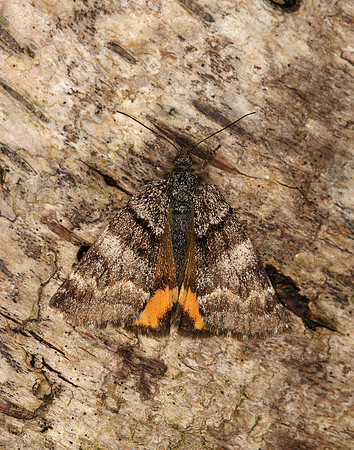 70.204 1662 Light Orange Underwing Boudinotiana notha