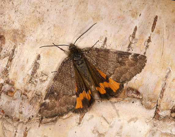 70.204 1662 Light Orange Underwing Boudinotiana notha