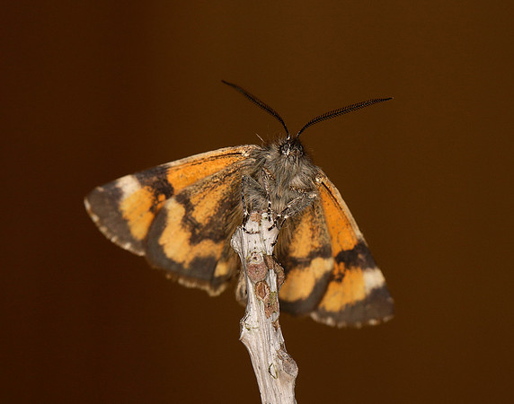 70.204 1662 Light Orange Underwing Boudinotiana notha