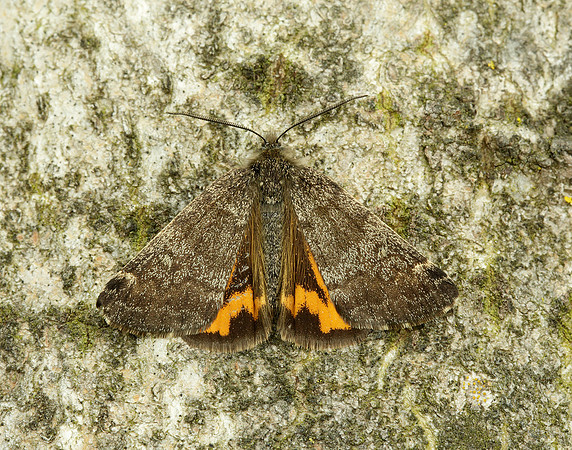 70.204 1662 Light Orange Underwing Boudinotiana notha