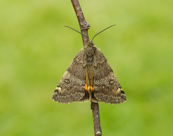 70.204 1662 Light Orange Underwing Boudinotiana notha