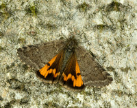 70.204 1662 Light Orange Underwing Boudinotiana notha