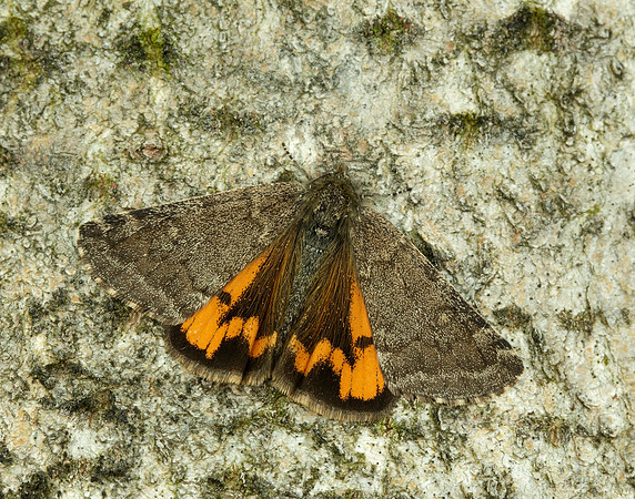 70.204 1662 Light Orange Underwing Boudinotiana notha