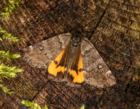 70.204 1662 Light Orange Underwing Boudinotiana notha