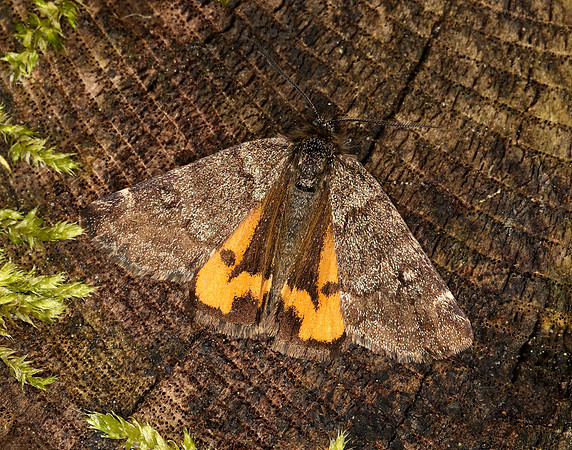 70.204 1662 Light Orange Underwing Boudinotiana notha
