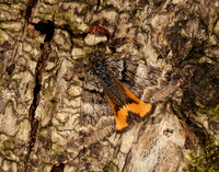 70.204 1662 Light Orange Underwing Boudinotiana notha