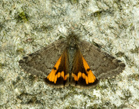 70.204 1662 Light Orange Underwing Boudinotiana notha
