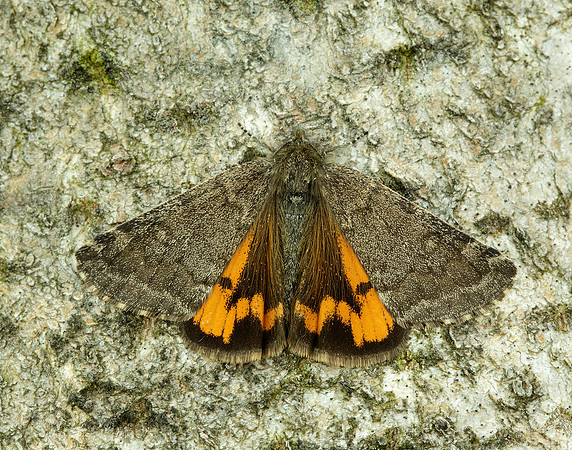 70.204 1662 Light Orange Underwing Boudinotiana notha