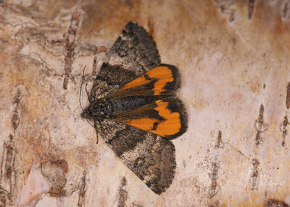 70.204 BF1662 Light Orange Underwing Archiearis notha