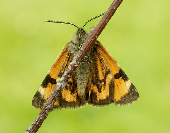 70.204 1662 Light Orange Underwing Boudinotiana notha