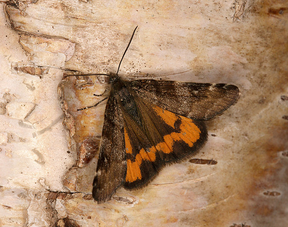 70.204 1662 Light Orange Underwing Boudinotiana notha