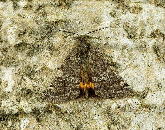 70.204 1662 Light Orange Underwing Boudinotiana notha