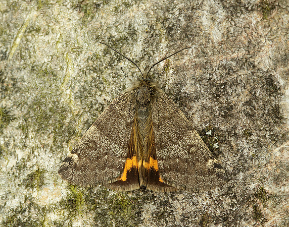 70.204 1662 Light Orange Underwing Boudinotiana notha