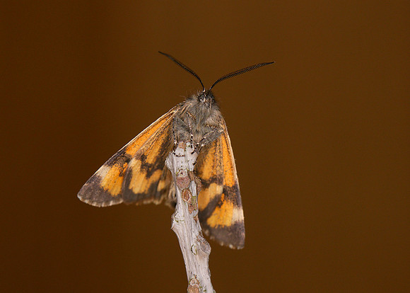 70.204 BF1662 Light Orange Underwing Archiearis notha
