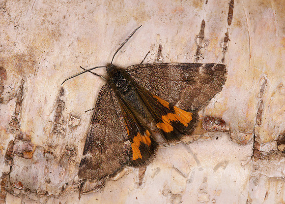 70.204 BF1662 Light Orange Underwing Archiearis notha