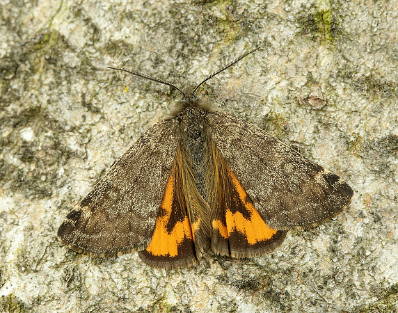 70.204 1662 Light Orange Underwing Boudinotiana notha