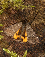70.204 1662 Light Orange Underwing Boudinotiana notha