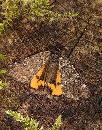 70.204 1662 Light Orange Underwing Boudinotiana notha