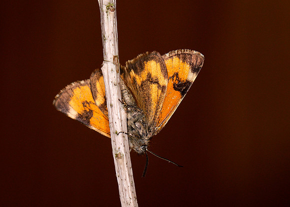 70.204 1662 Light Orange Underwing Boudinotiana notha