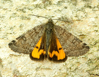 70.204 1662 Light Orange Underwing Boudinotiana notha