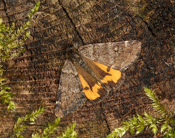 70.204 1662 Light Orange Underwing Boudinotiana notha