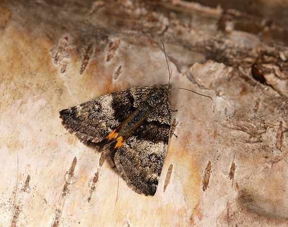 70.204 1662 Light Orange Underwing Boudinotiana notha