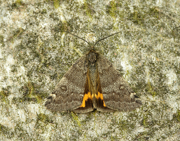 70.204 1662 Light Orange Underwing Boudinotiana notha