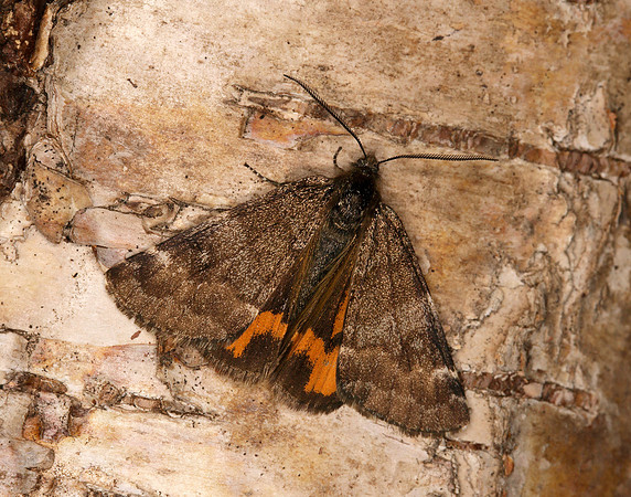 70.204 1662 Light Orange Underwing Boudinotiana notha