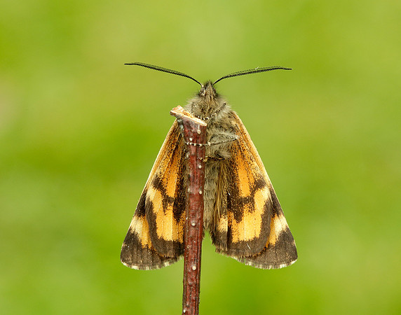 70.204 1662 Light Orange Underwing Boudinotiana notha