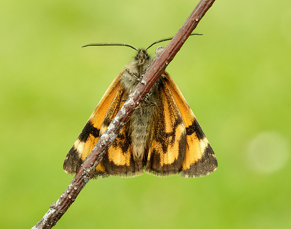 70.204 1662 Light Orange Underwing Boudinotiana notha