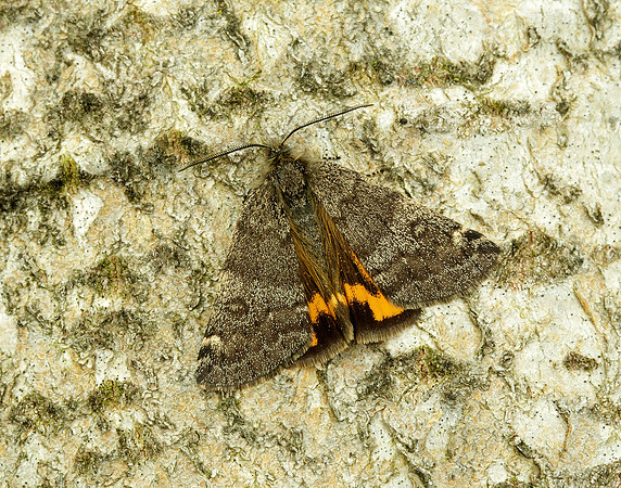 70.204 1662 Light Orange Underwing Boudinotiana notha