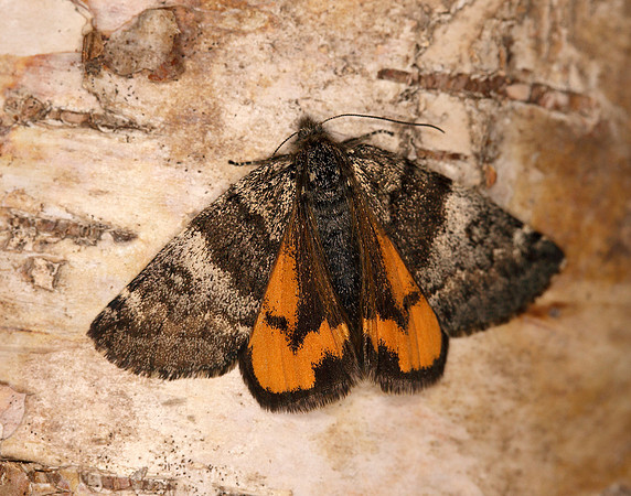 70.204 1662 Light Orange Underwing Boudinotiana notha