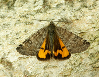 70.204 1662 Light Orange Underwing Boudinotiana notha