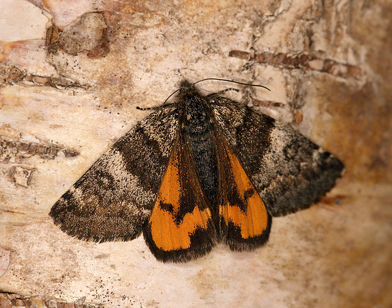70.204 1662 Light Orange Underwing Boudinotiana notha