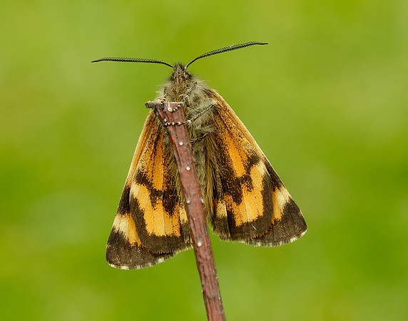 70.204 1662 Light Orange Underwing Boudinotiana notha