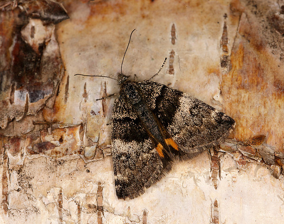 70.204 1662 Light Orange Underwing Boudinotiana notha