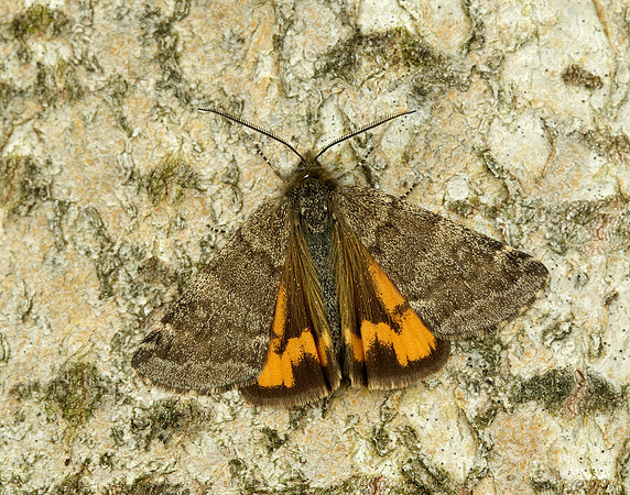 70.204 1662 Light Orange Underwing Boudinotiana notha
