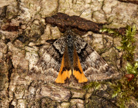70.204 1662 Light Orange Underwing Boudinotiana notha