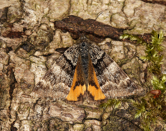 70.204 1662 Light Orange Underwing Boudinotiana notha
