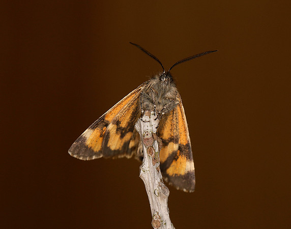 70.204 1662 Light Orange Underwing Boudinotiana notha