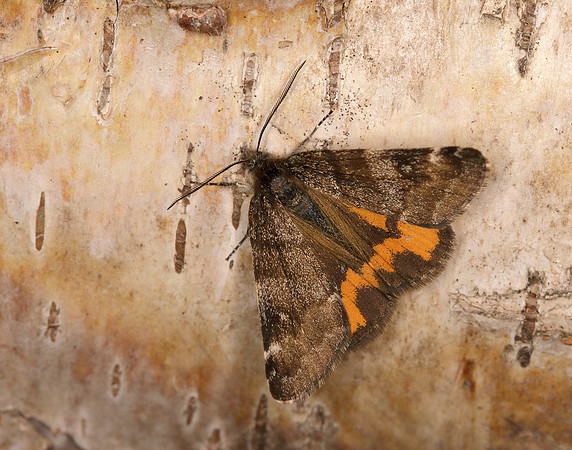 70.204 1662 Light Orange Underwing Boudinotiana notha