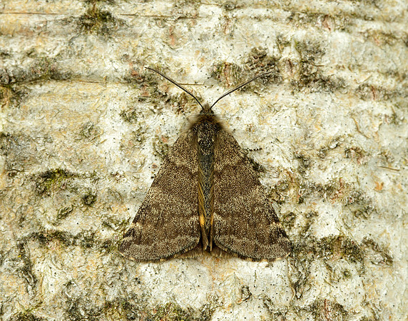 70.204 1662 Light Orange Underwing Boudinotiana notha