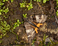 70.204 1662 Light Orange Underwing Boudinotiana notha