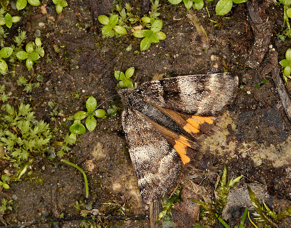 70.204 1662 Light Orange Underwing Boudinotiana notha