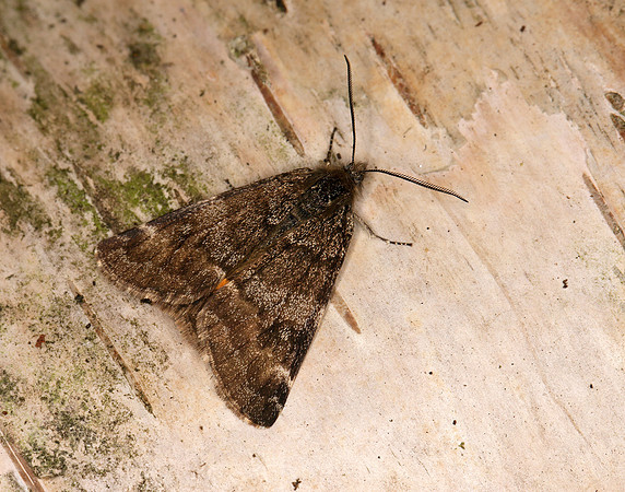 70.204 1662 Light Orange Underwing Boudinotiana notha