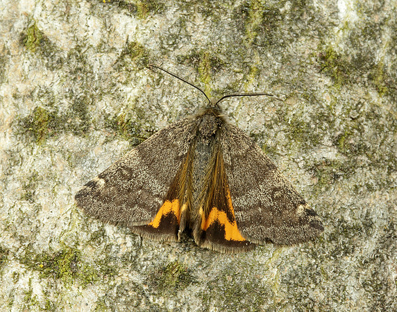 70.204 1662 Light Orange Underwing Boudinotiana notha
