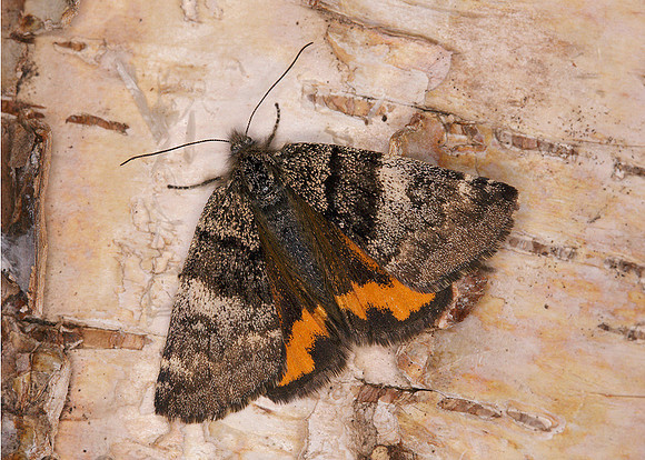 70.204 BF1662 Light Orange Underwing Archiearis notha