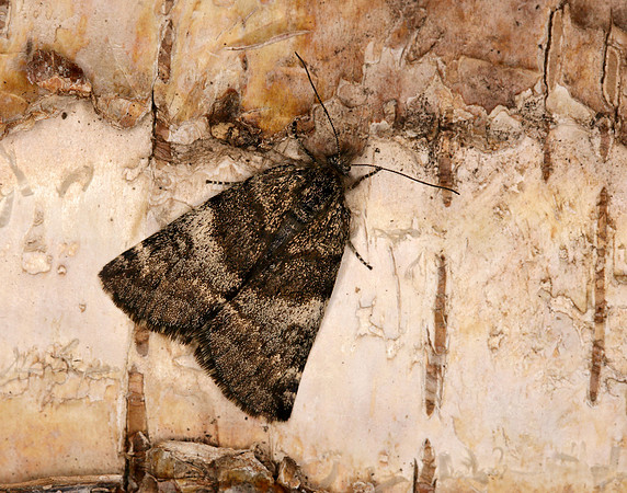 70.204 1662 Light Orange Underwing Boudinotiana notha