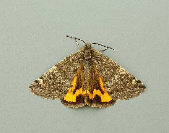 70.204 1662 Light Orange Underwing Boudinotiana notha