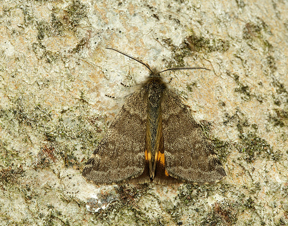70.204 1662 Light Orange Underwing Boudinotiana notha